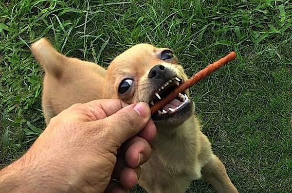 Cuidados de la dentadura del Chihuahua para el doble diente